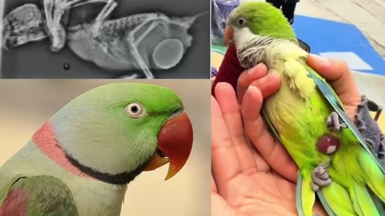 parrot mithu egg binding surgery parrot mithu egg binding surgery