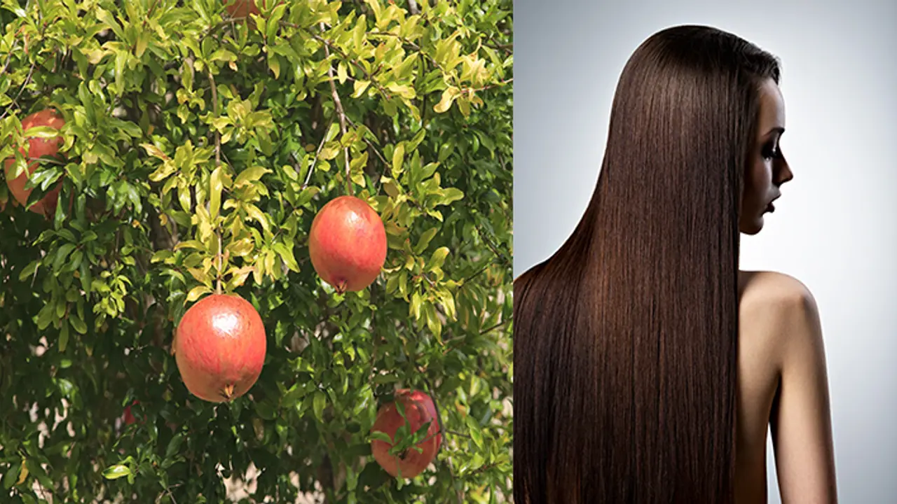 5 benefits of using pomegranate leaves for silky and shiny hair 5 benefits of using pomegranate leaves for silky and shiny hair