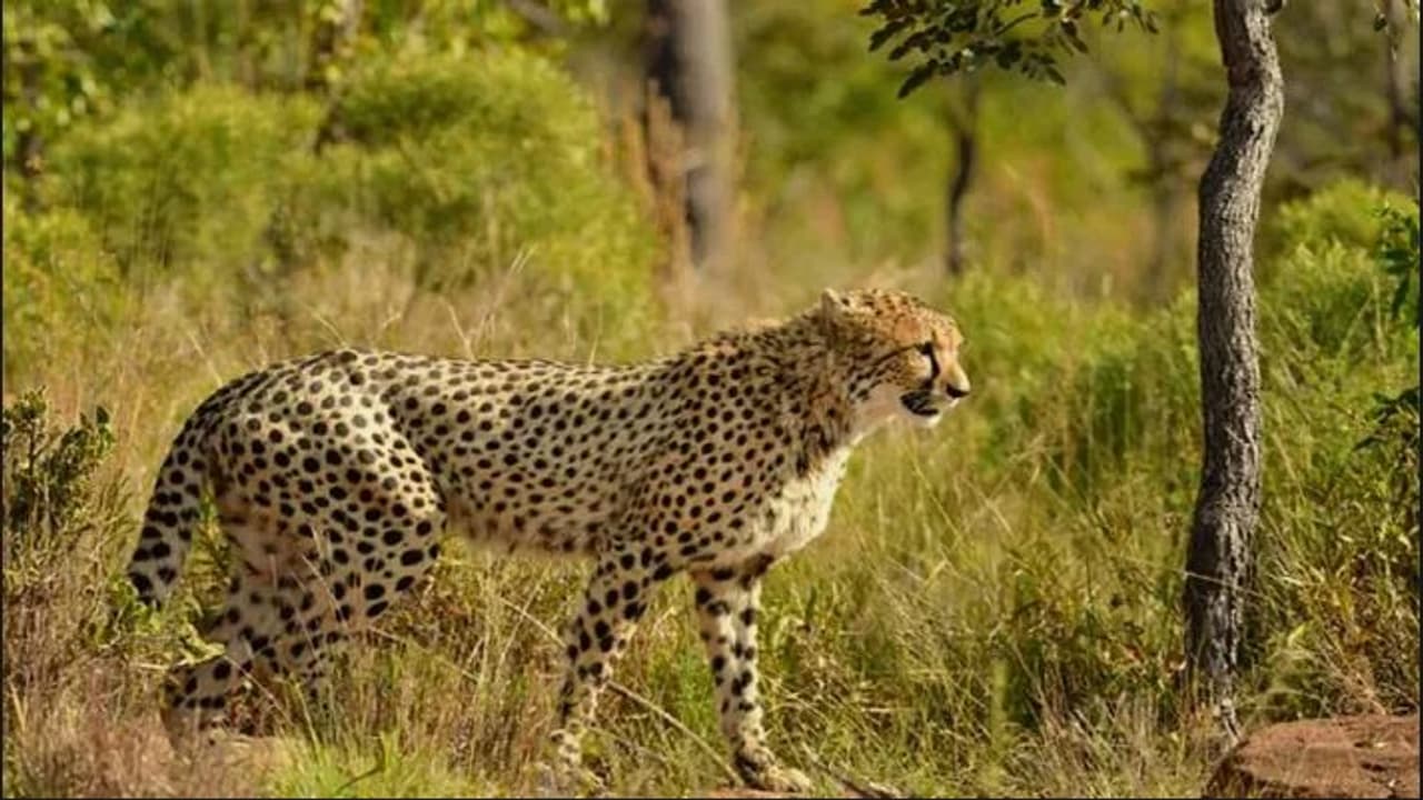 cheetah