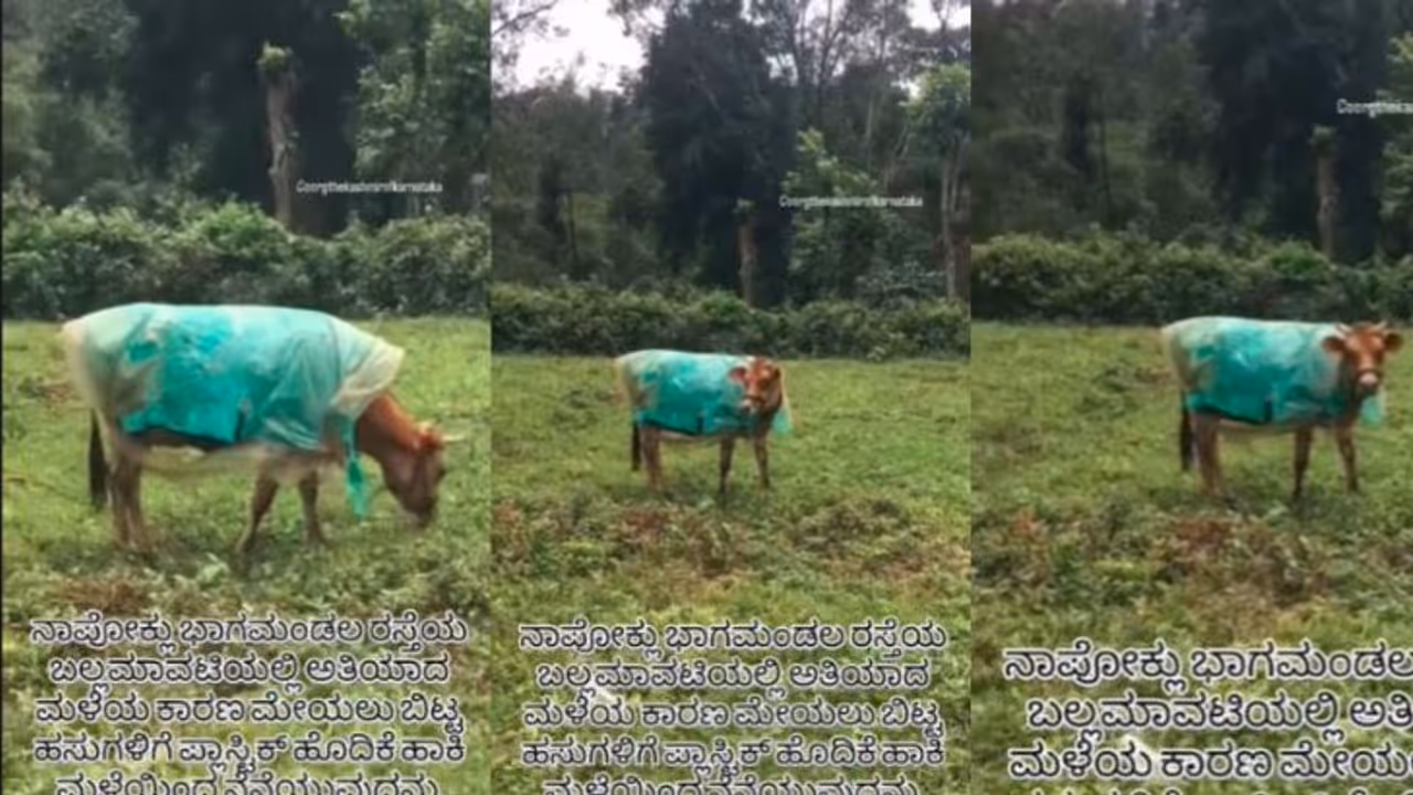 Cows in Raincoats A Heartwarming Sight in Coorg Cows in Raincoats A Heartwarming Sight in Coorg