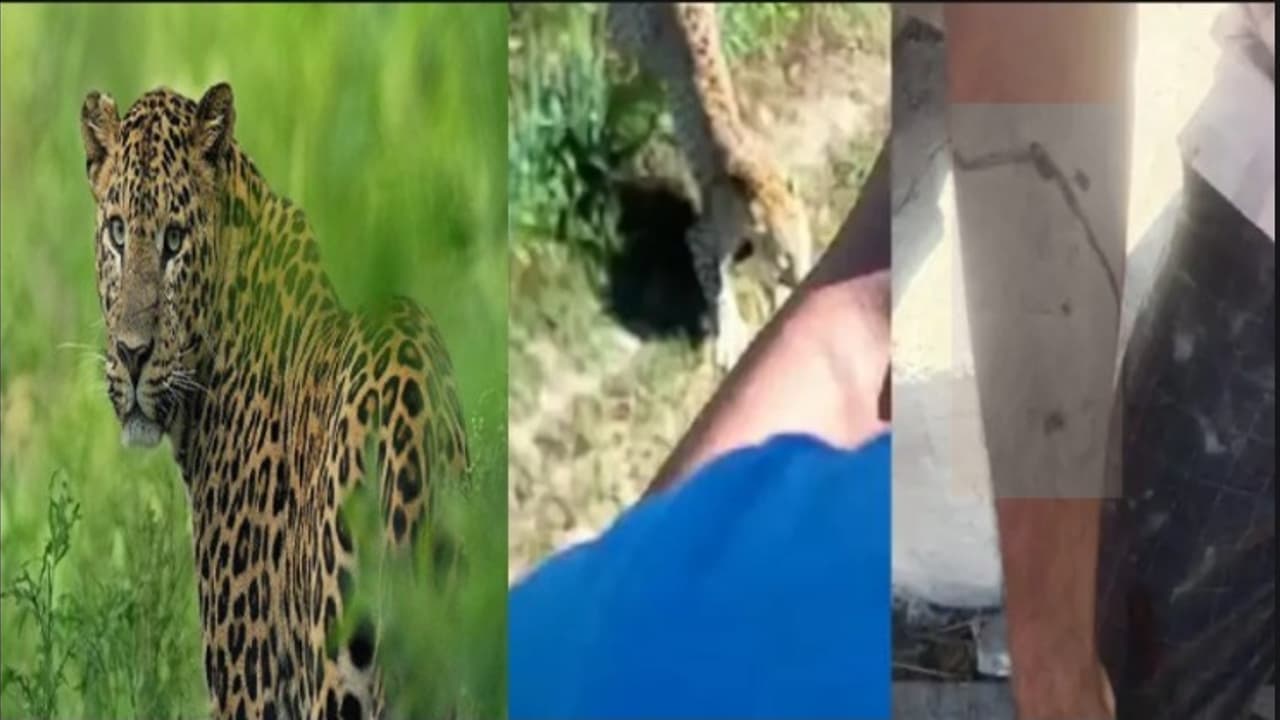 लेपर्ड अटैक लेपर्ड अटैक