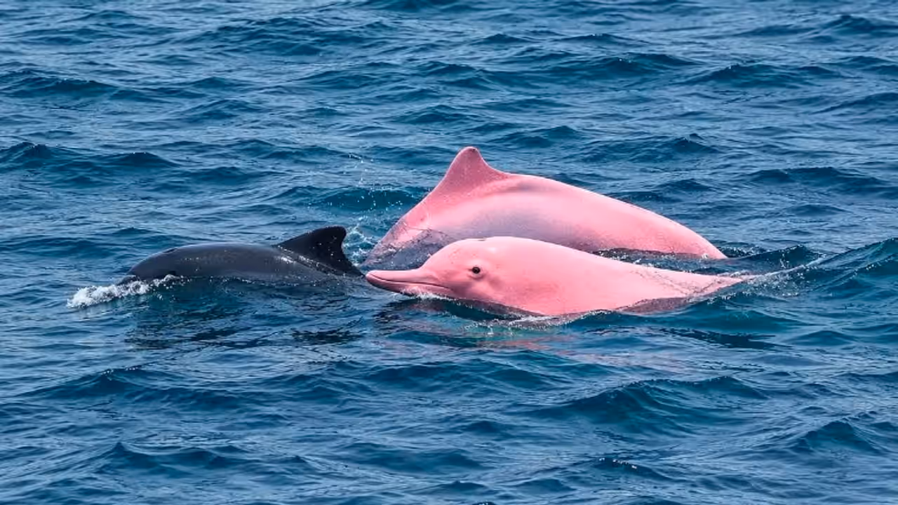 Rare Pink Dolphins Spotted Near Oman’s Qantab Beach, Stunning Video Goes Viral (WATCH) Rare Pink Dolphins Spotted Near Oman’s Qantab Beach, Stunning Video Goes Viral (WATCH)