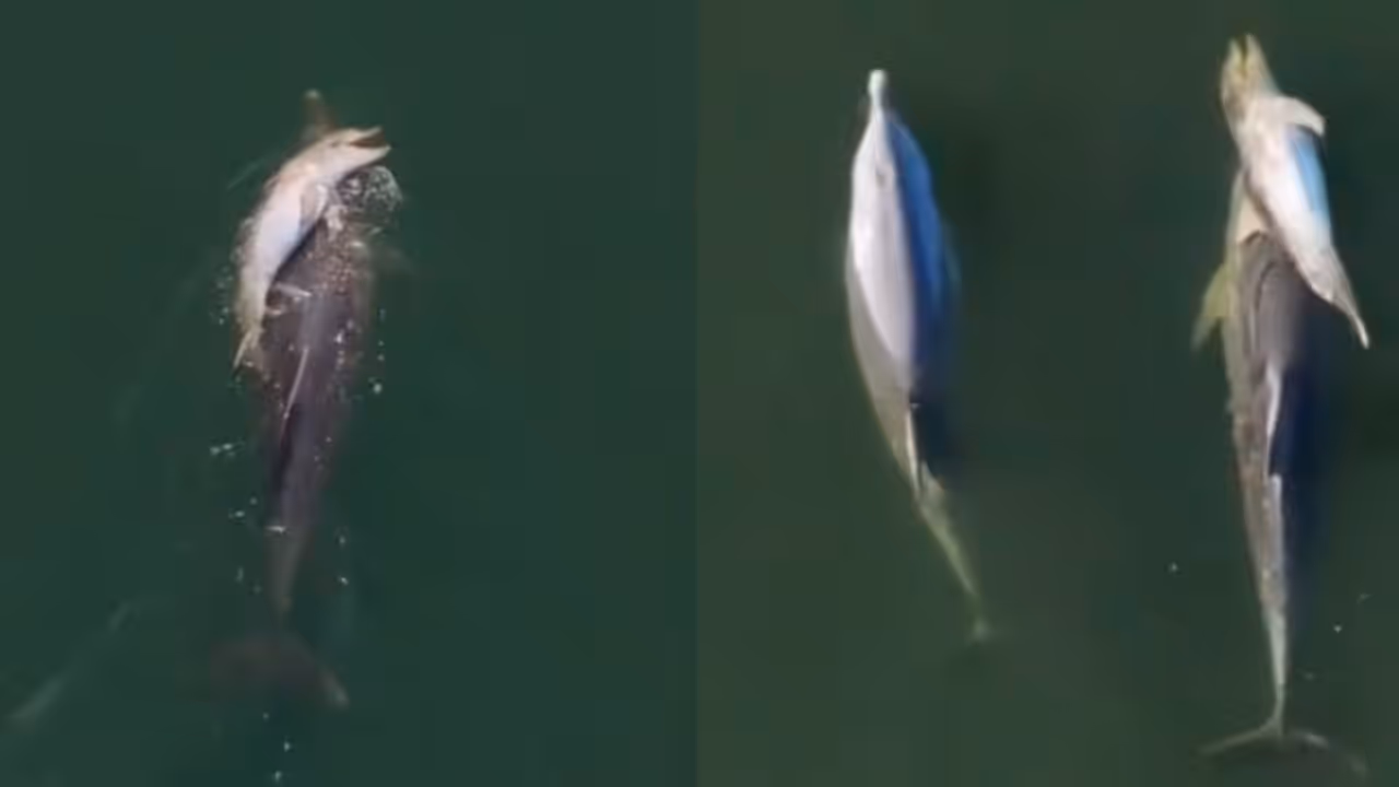 Heartbreaking Viral Video: Mother Dolphin Carries Dead Calf for Six Days, Leaves Internet in Tears | WATCH Heartbreaking Viral Video: Mother Dolphin Carries Dead Calf for Six Days, Leaves Internet in Tears | WATCH