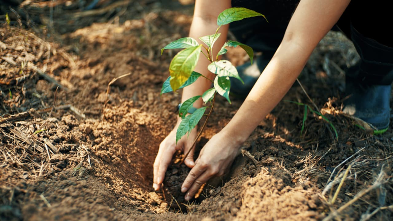 Planting Tree Planting Tree