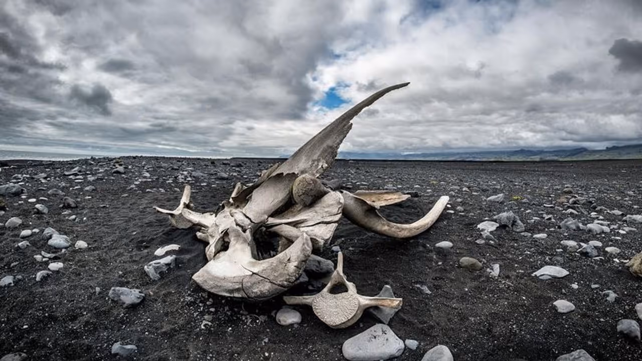 Whale fossil Whale fossil