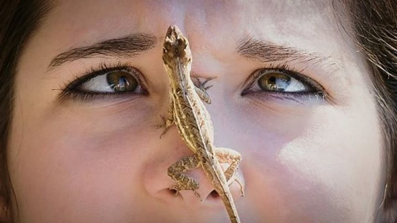 Lizard falling astrology: