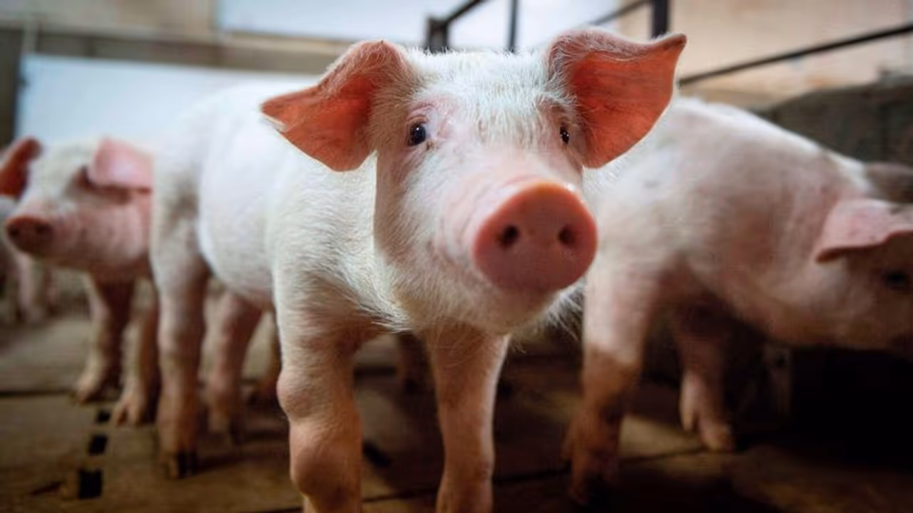 african swine fever african swine fever