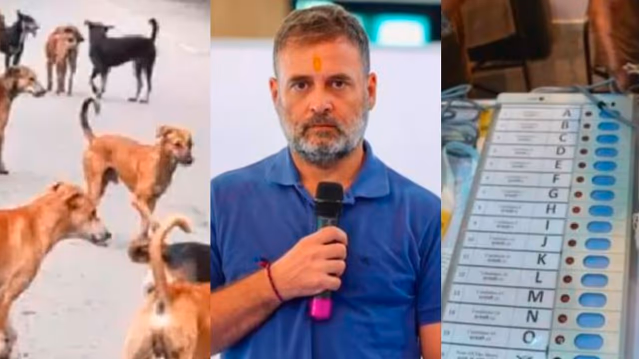 stray dog, Rahul Gandhi, EVM