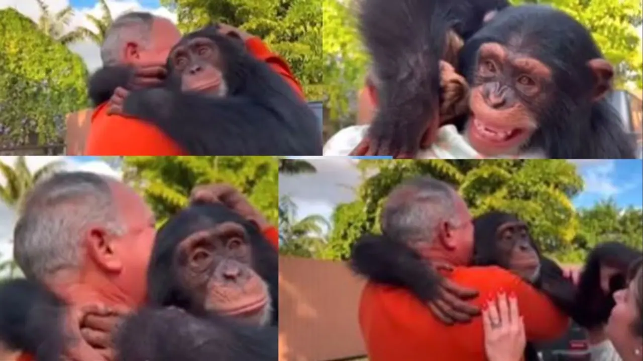 chimpanji reunion with caregivers