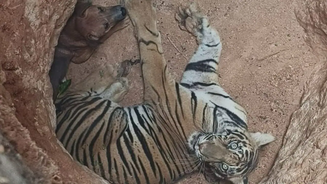 Tiger, dog trapped in pit near Kerala Tamil Nadu border