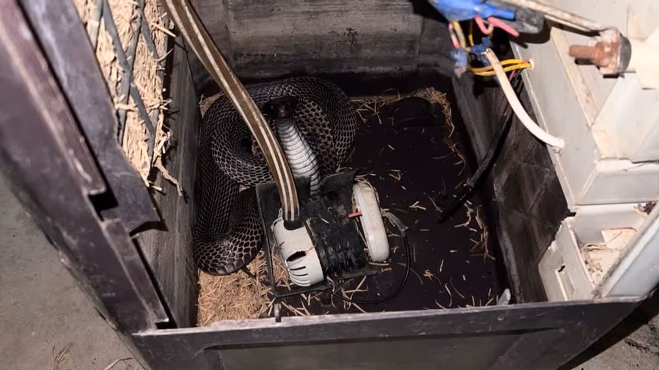Cobra Cobra