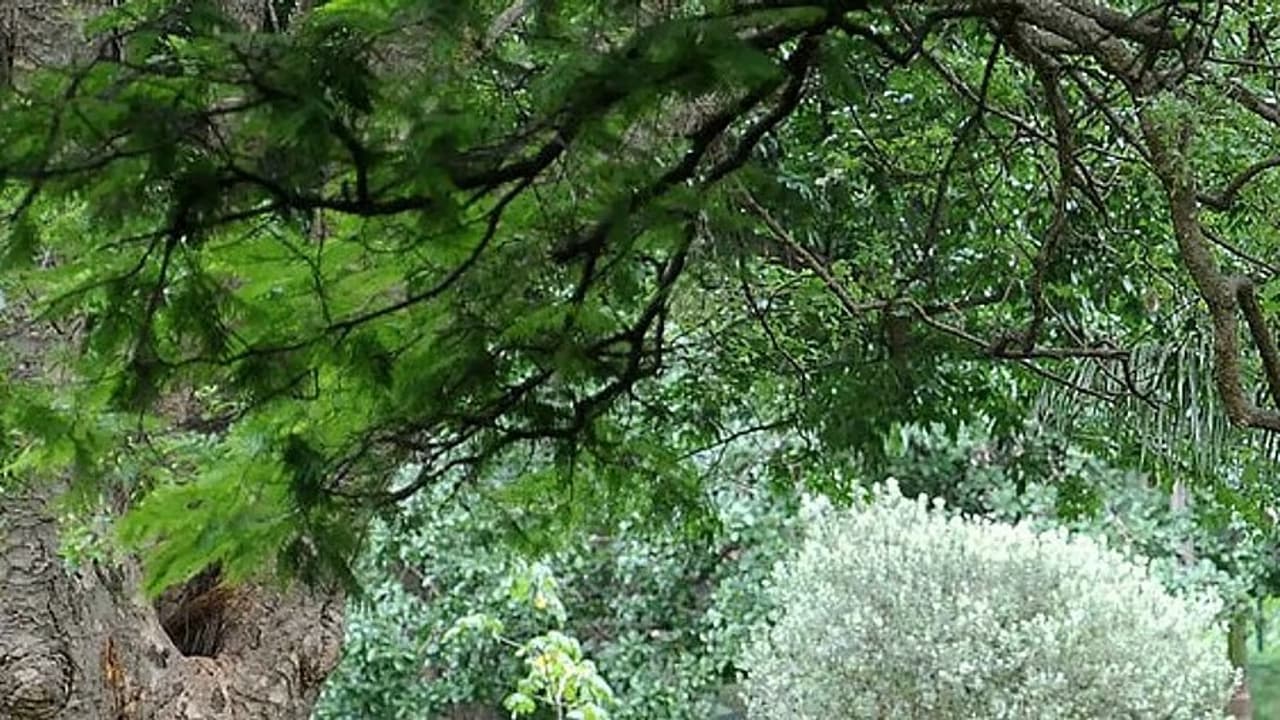 Panathur CDP road to divide Bengaluru's 150 acre urban forest Panathur CDP road to divide Bengaluru's 150 acre urban forest