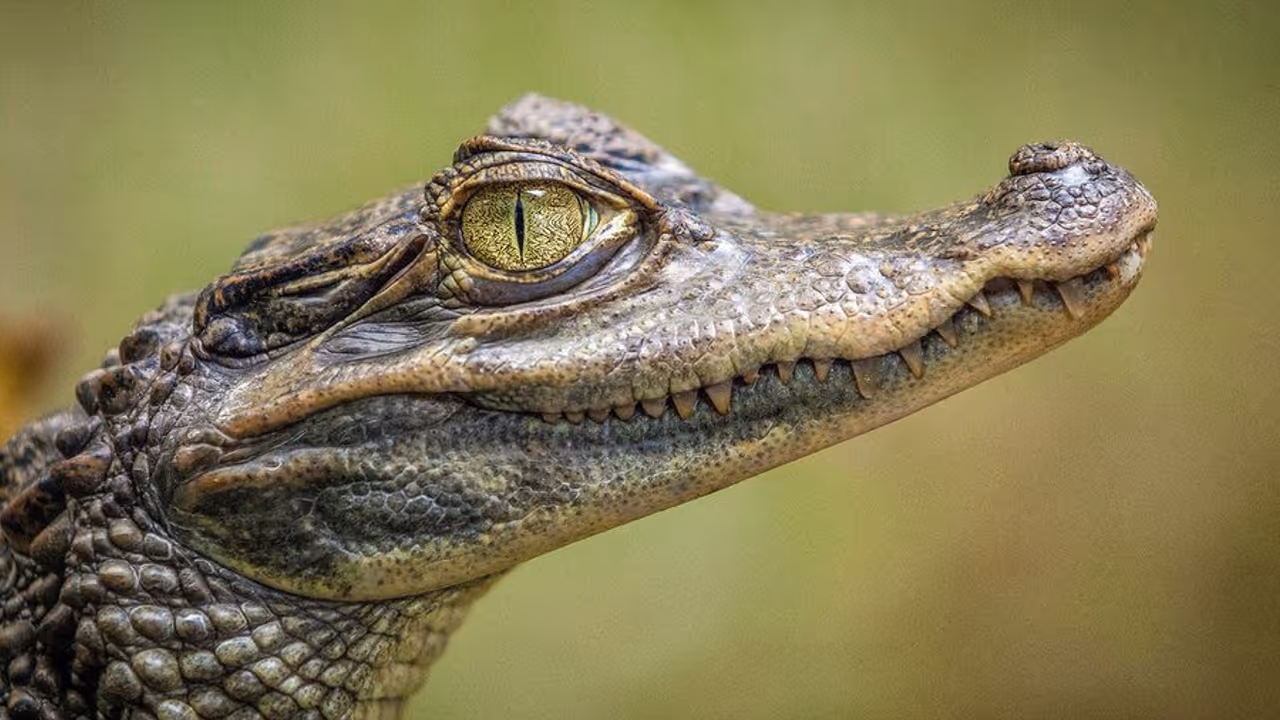 Man shares AI pic of crocodile that sparks Singapore reservoir closure, arrested Man shares AI pic of crocodile that sparks Singapore reservoir closure, arrested