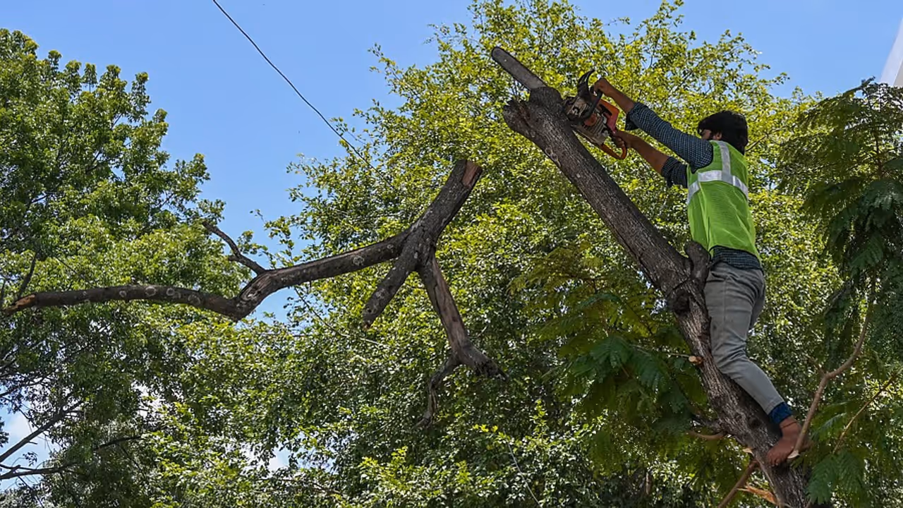 GBA approves felling of 321 trees at Bengaluru's Hoodi Substation GBA approves felling of 321 trees at Bengaluru's Hoodi Substation