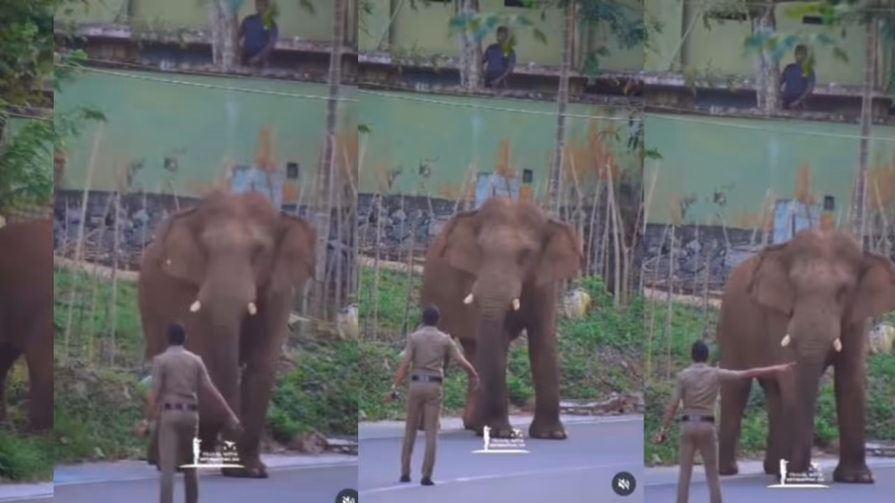 Elephant vs Forest Officer