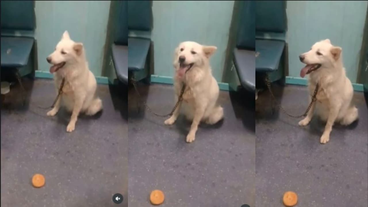 Abandoned Dog Causes Chaos on Train