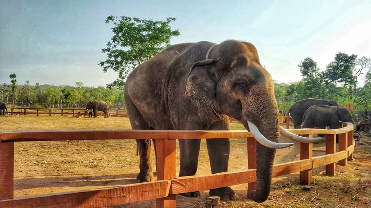 elephant elephant