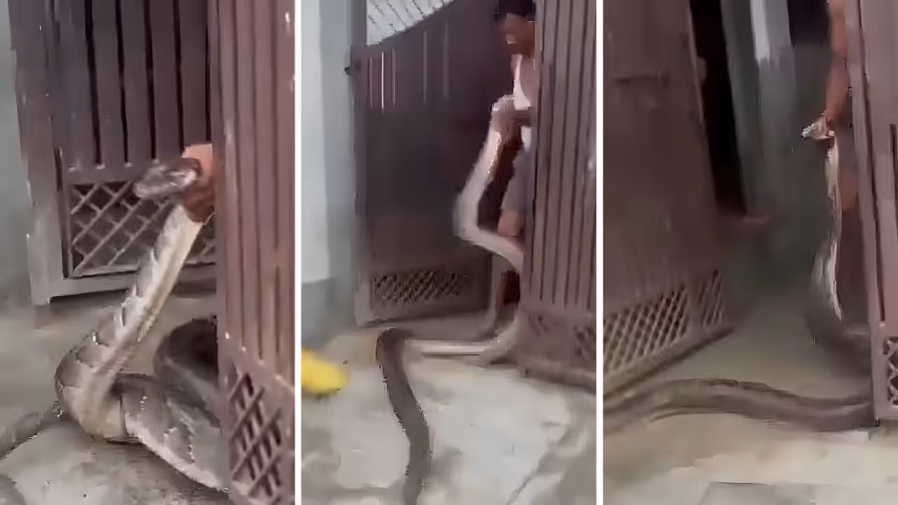 UP Man Stops Python In Meerut House Sparks Panic Rescue Video of Snake in Hasanpur Qadeem Village Road Goes Viral UP Man Stops Python In Meerut House Sparks Panic Rescue Video of Snake in Hasanpur Qadeem Village Road Goes Viral