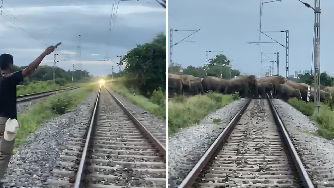 Bright Side Stories Rajdhani Express Crew Saves Elephants In Assam Viral Video Wins Praise Bright Side Stories Rajdhani Express Crew Saves Elephants In Assam Viral Video Wins Praise