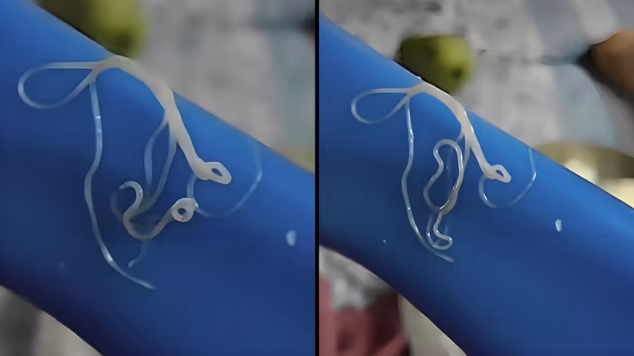 Viral Video White Worms Found In Cabbage Here is What You Should Know About Thread Like Worms Viral Video White Worms Found In Cabbage Here is What You Should Know About Thread Like Worms