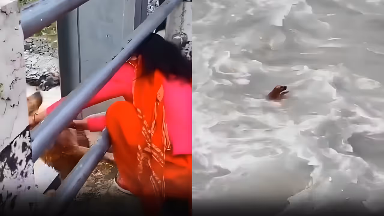 Nepal Dog Cruelty Video Woman Throws Dog From Pankot Bridge Into Seti River Video Sparks Outrage Nepal Dog Cruelty Video Woman Throws Dog From Pankot Bridge Into Seti River Video Sparks Outrage