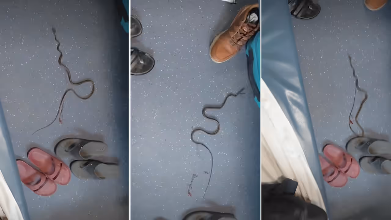 Viral snake on train video sparks venomous krait or harmless trinket debate inside AC coach of Gondia Barauni Express Viral snake on train video sparks venomous krait or harmless trinket debate inside AC coach of Gondia Barauni Express