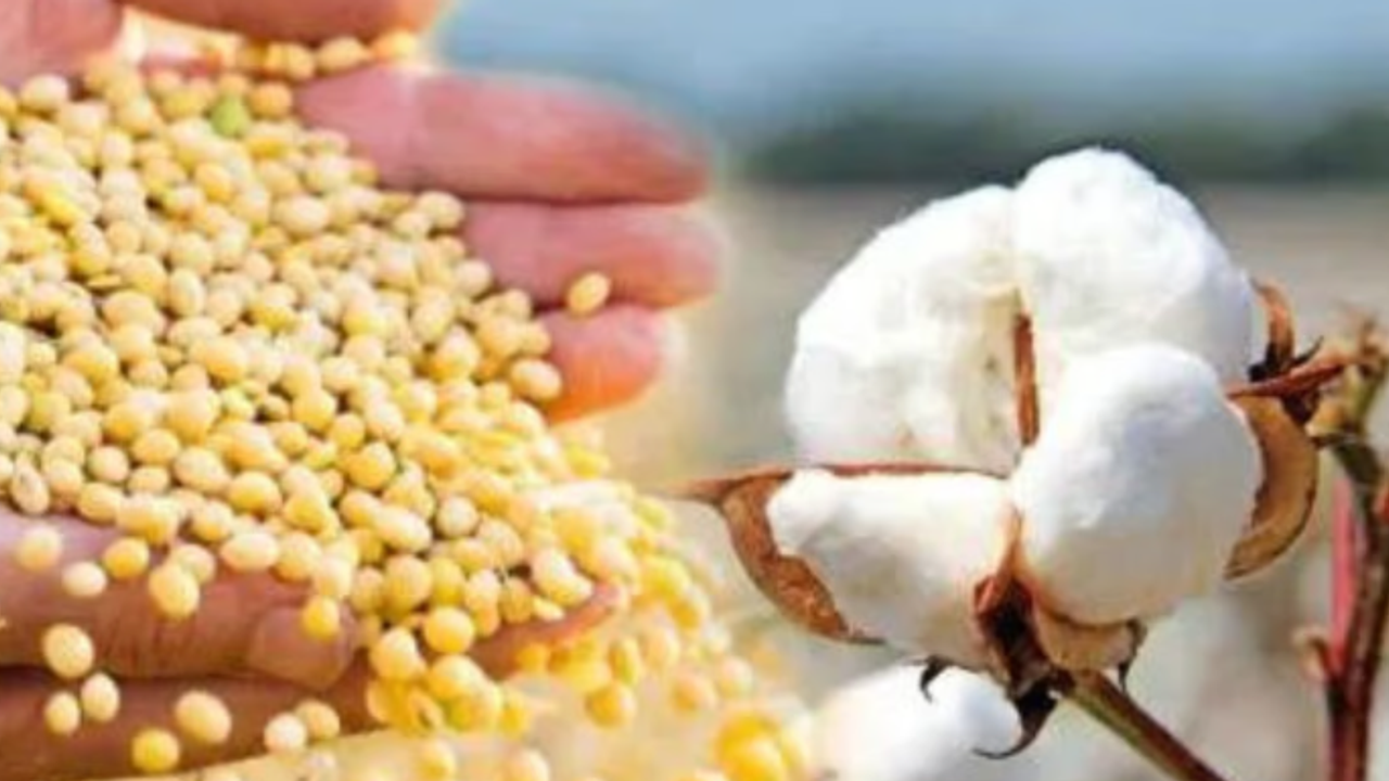 cotton and soybean farmers cotton and soybean farmers