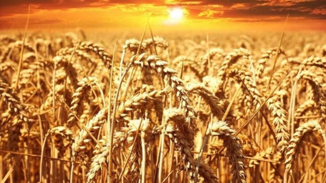 rabi crops rabi crops