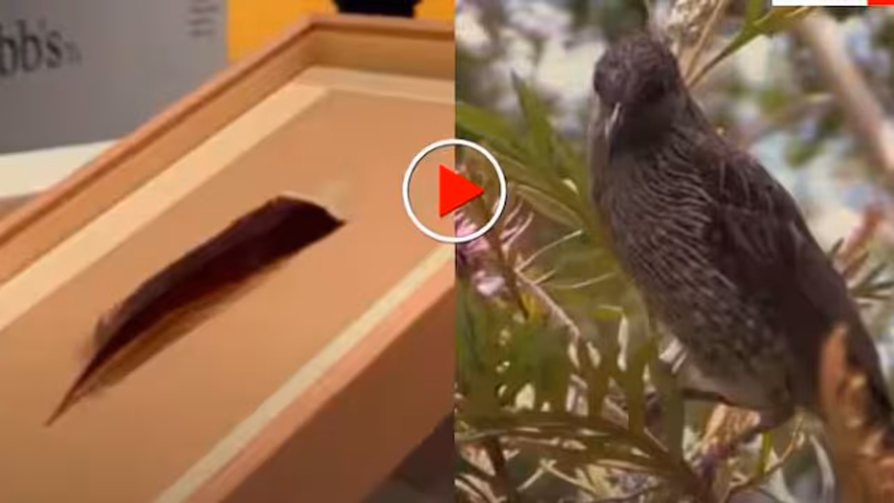 Most Expensive Feather Most Expensive Feather