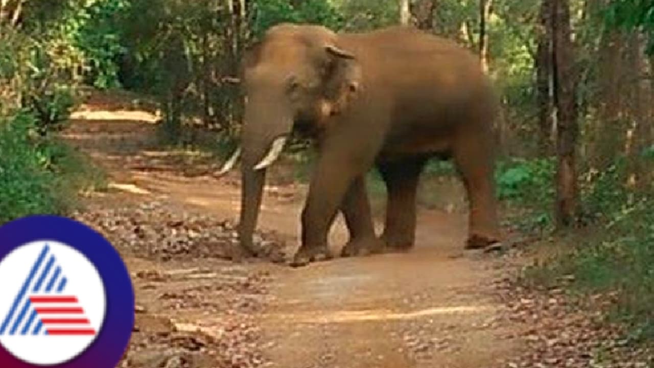 Sakaleshpura wild elephant attacked