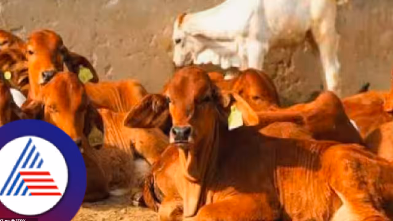 Uttara kannada honnavara cow slaughte