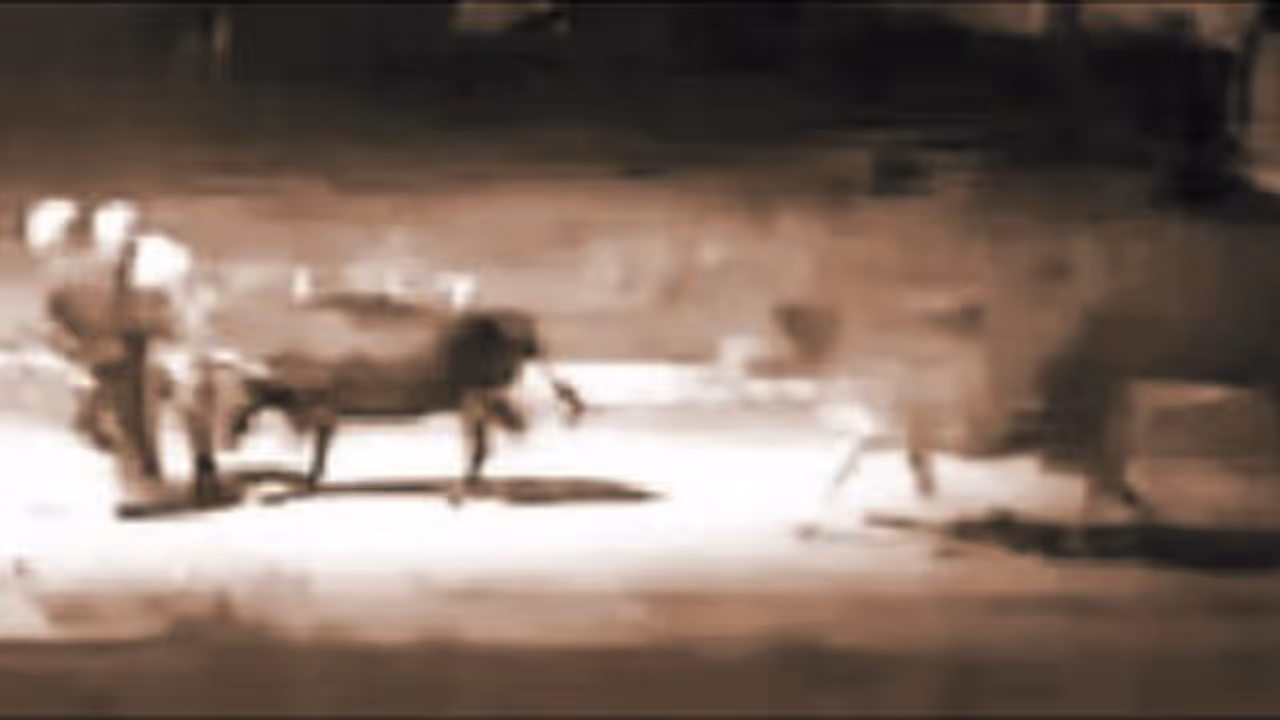 Chikkamagaluru Cow Theft Chikkamagaluru Cow Theft