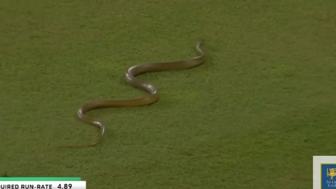Sri Lanka vs Bangladesh snake incident