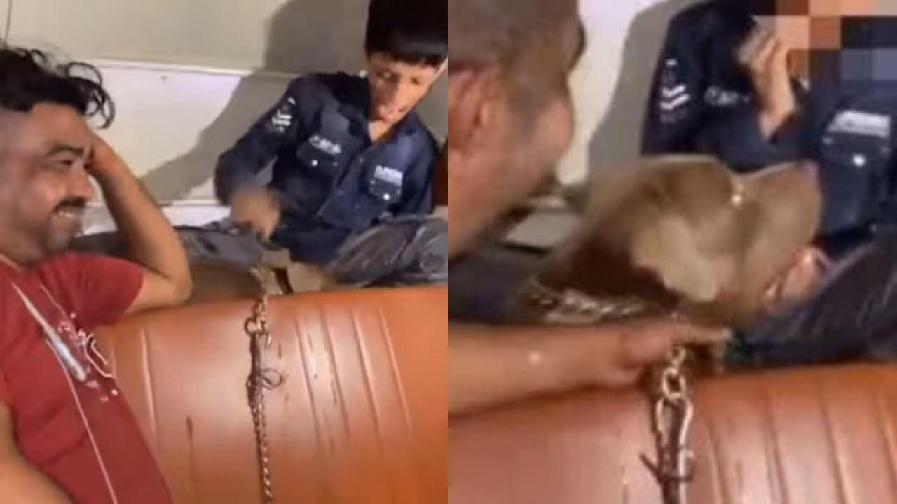 Dog attack Dog attack