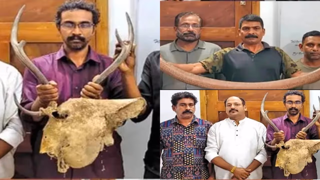 nine arrested in kerala with deer antler two headed snake and fox hair nine arrested in kerala with deer antler two headed snake and fox hair