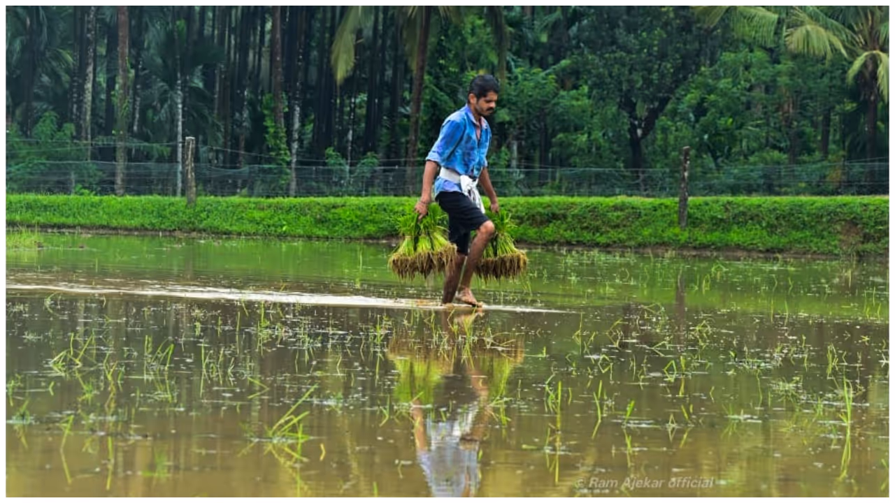 paddy cultivation paddy cultivation