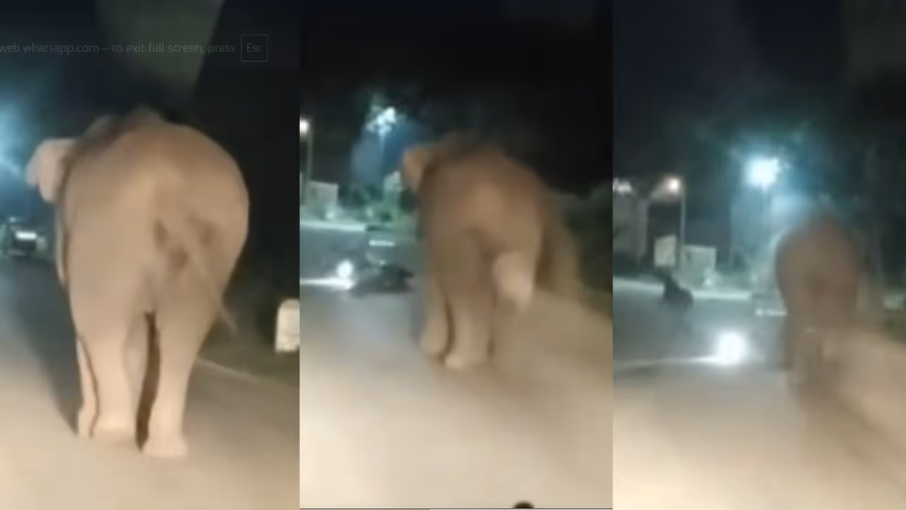 Elephant Attack Kodagu Elephant Attack Kodagu