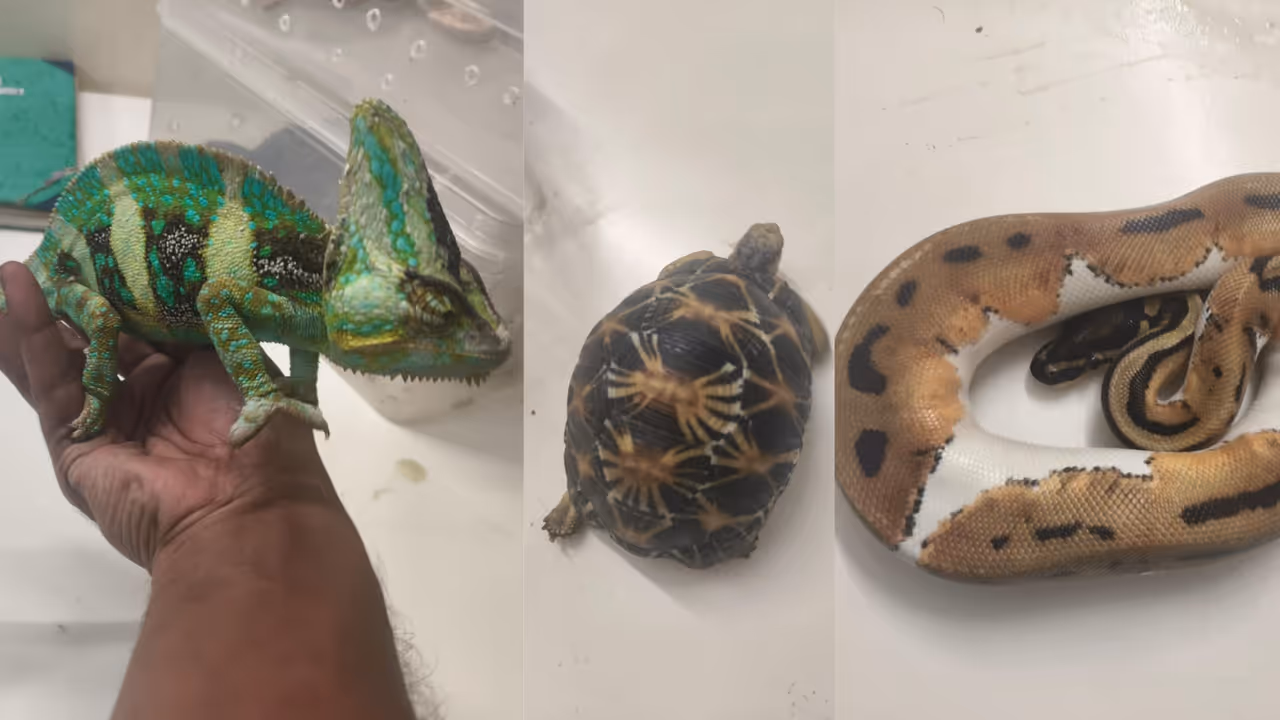 wildlife smuggling wildlife smuggling