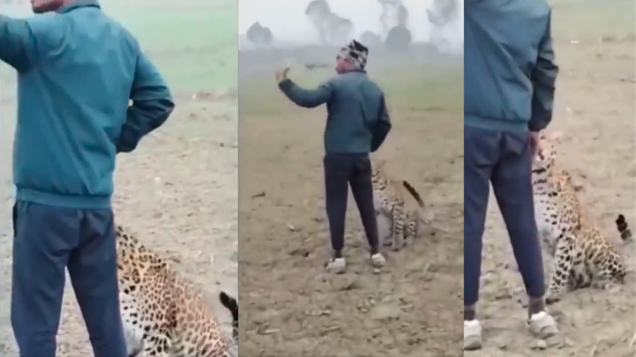 Leopard Selife Leopard Selife