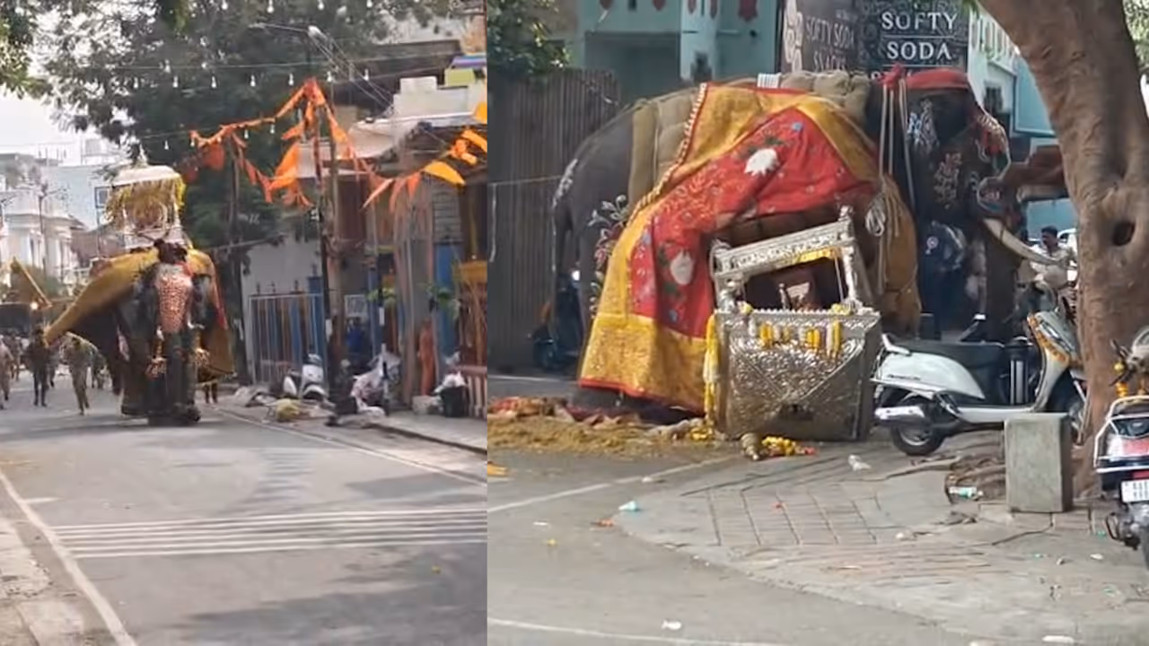 Dasara Ambari Elephant Causes Chaos in Shivamogga Dasara Ambari Elephant Causes Chaos in Shivamogga
