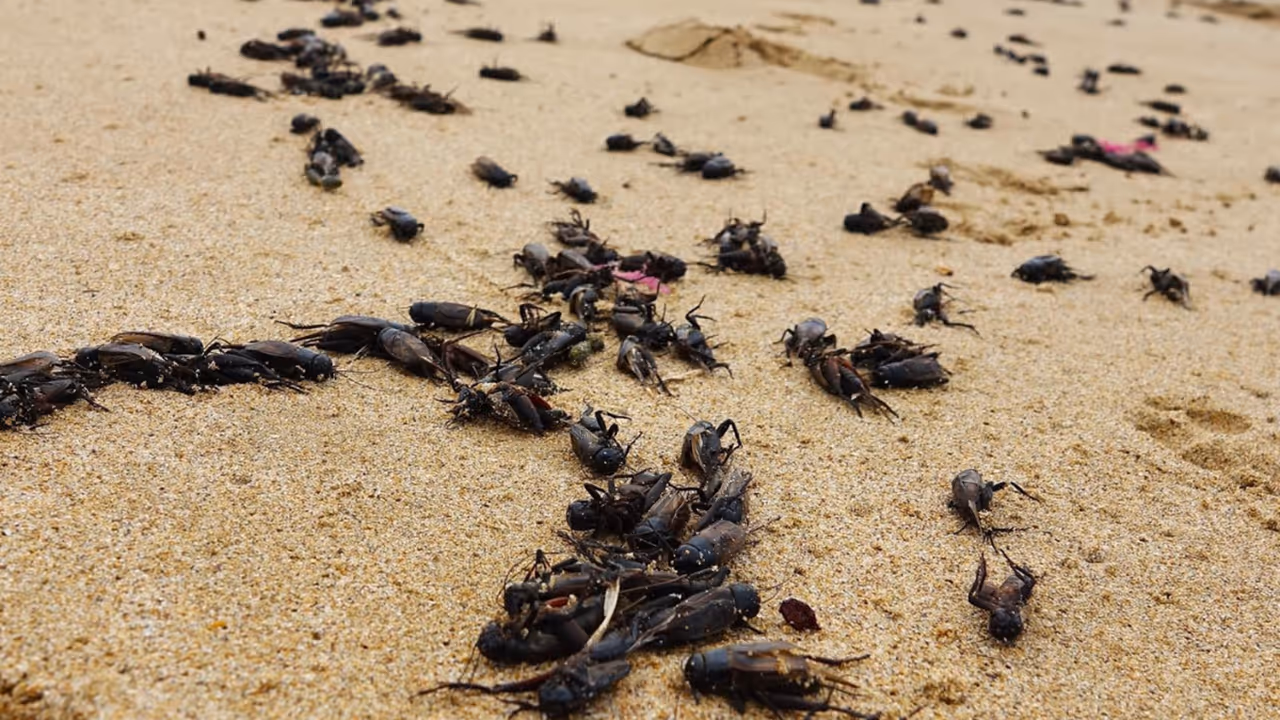 How to get rid of crickets in rainy season How to get rid of crickets in rainy season