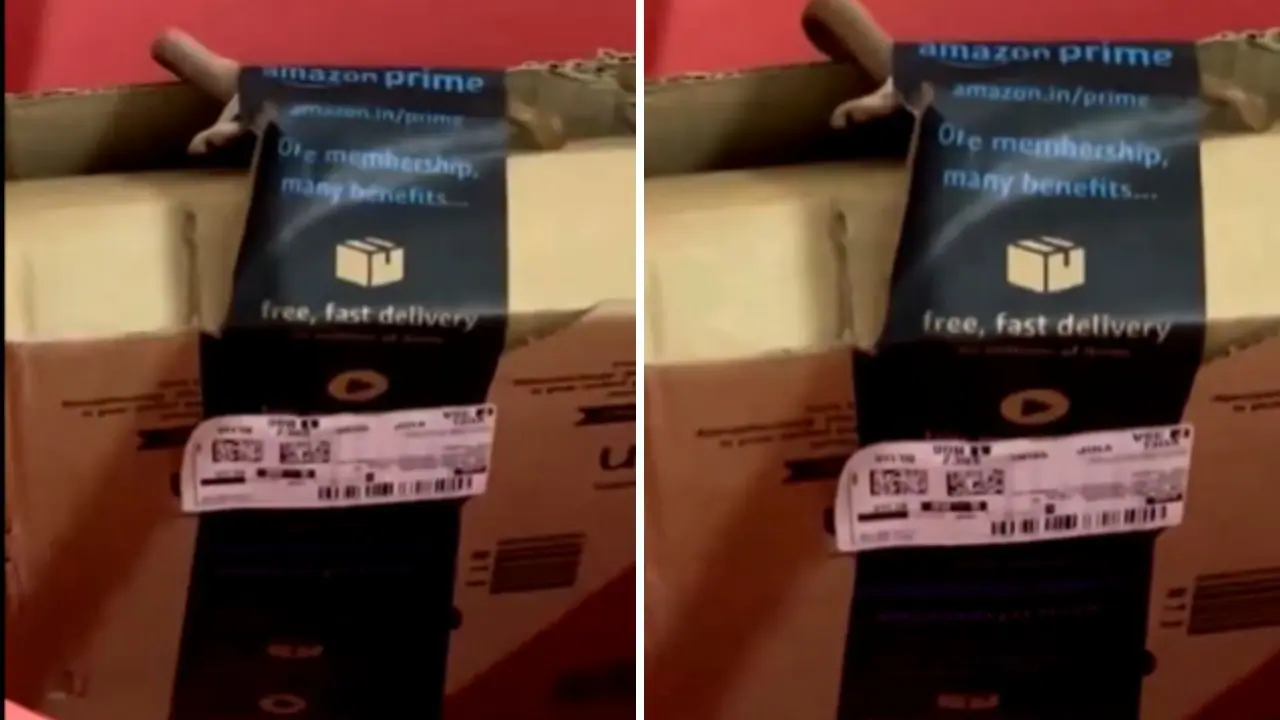 Bengaluru Couple Finds Venomous Snake Inside Amazon Package Bengaluru Couple Finds Venomous Snake Inside Amazon Package