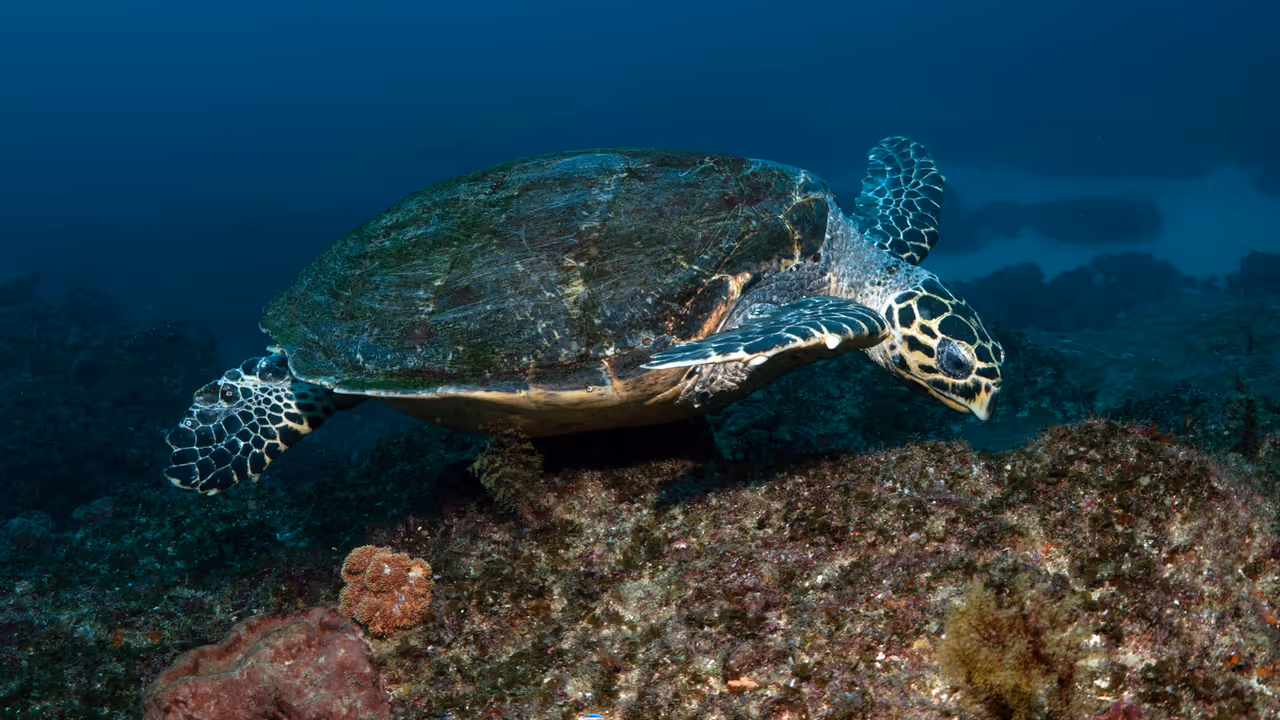 World Turtle Day World Turtle Day