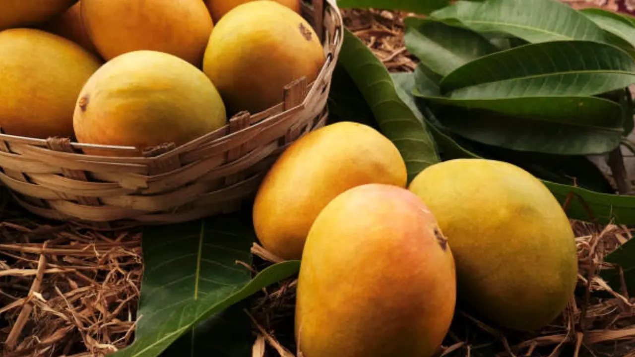 _baiganpalli mango season and origin