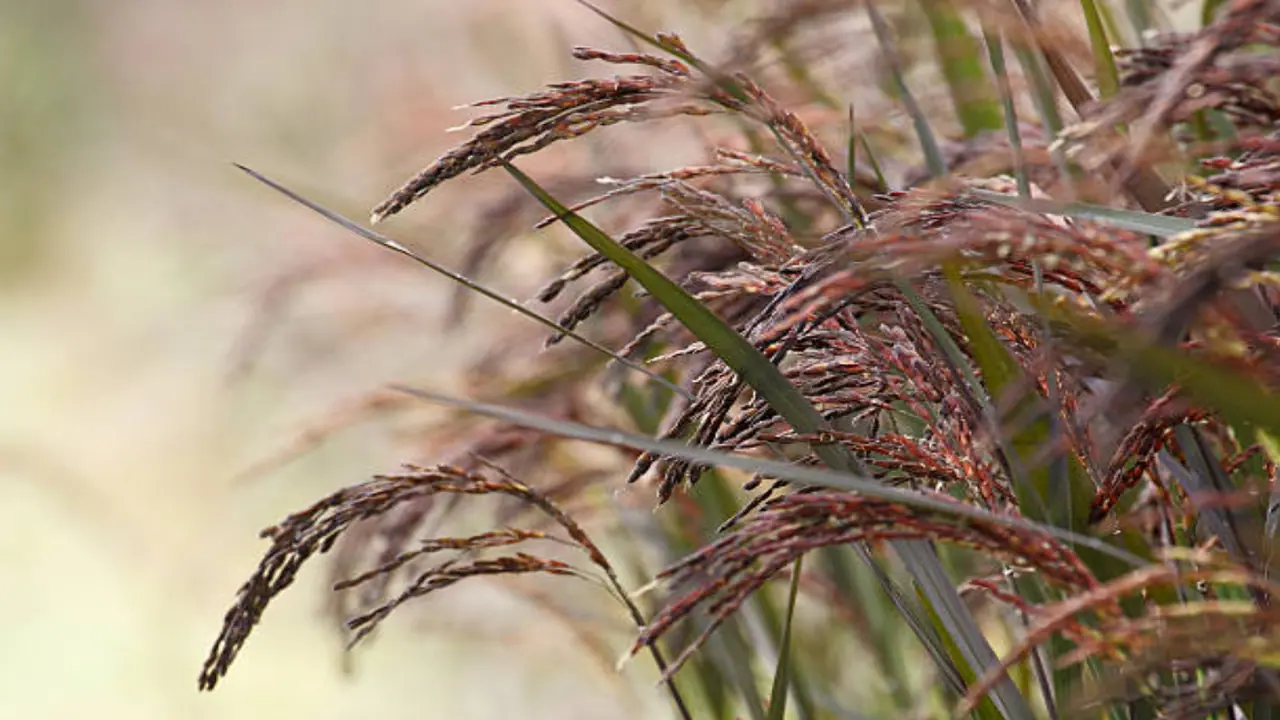 5 traditional tamilnadu rice varieties that are healthy