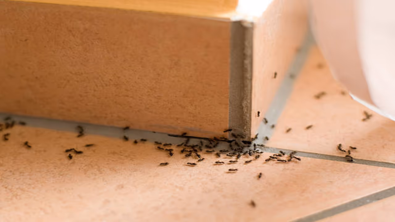 Hyderabad Woman Ends Life Due to Extreme Fear of Ants Hyderabad Woman Ends Life Due to Extreme Fear of Ants