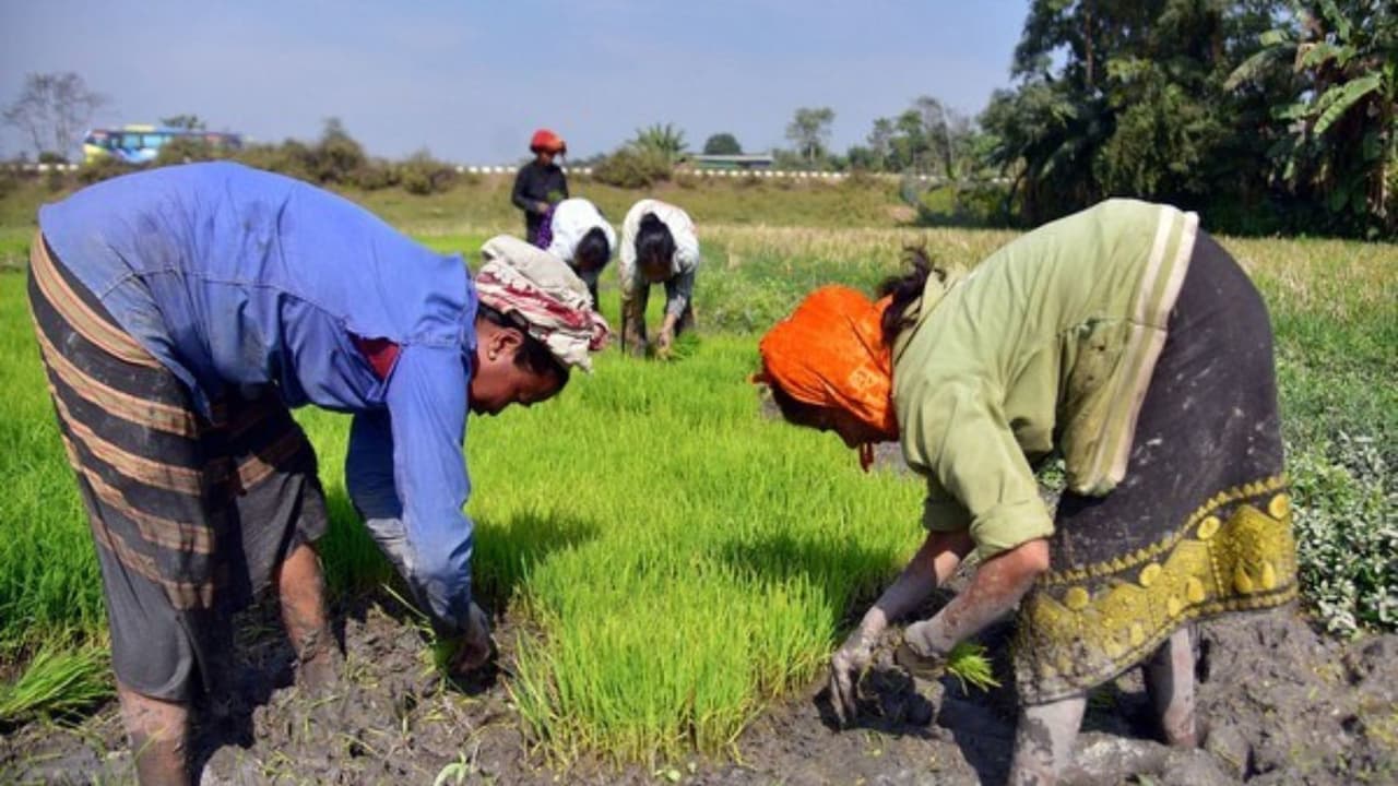Farmers working in fields 