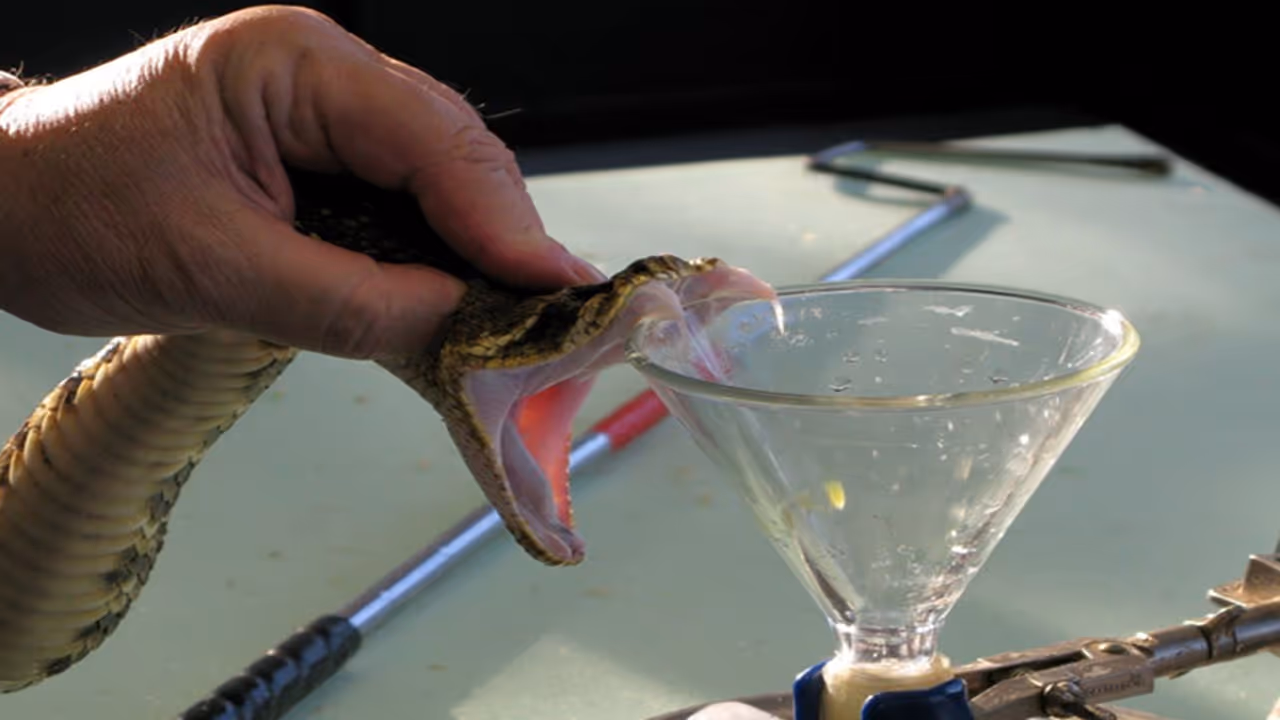 Snake Venom Milking 