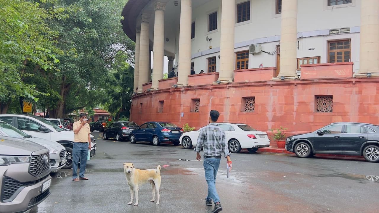 Street Dog at Supreme Court of India