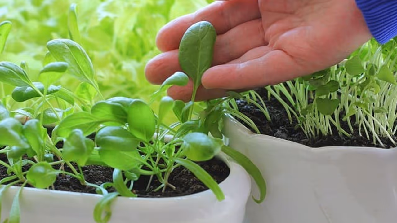 Kitchen garden spinach Growing Fast Tips Kitchen garden spinach Growing Fast Tips